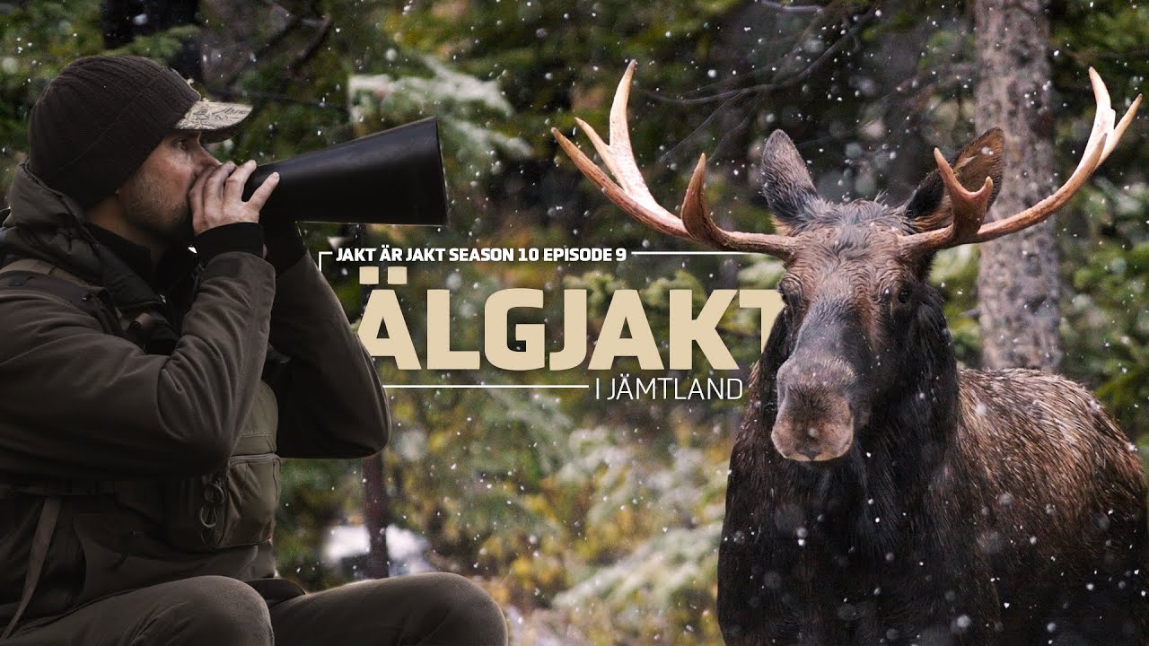 Älg-lockning Jämtland